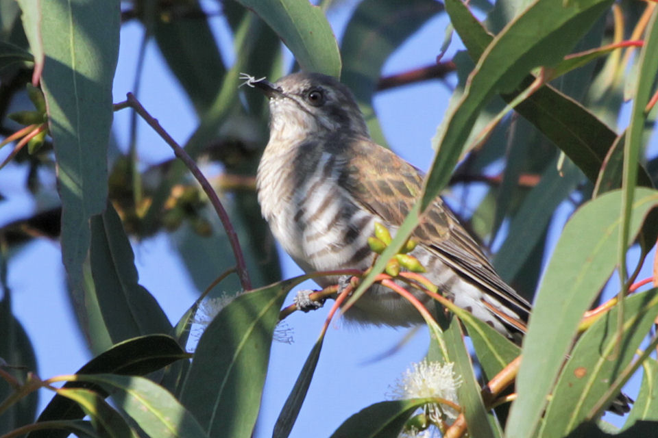 Horsfield's Bronze-Cuckoo (Chalcites basalis)